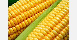 Morocco’s fresh sweet corn exports to Germany set new record